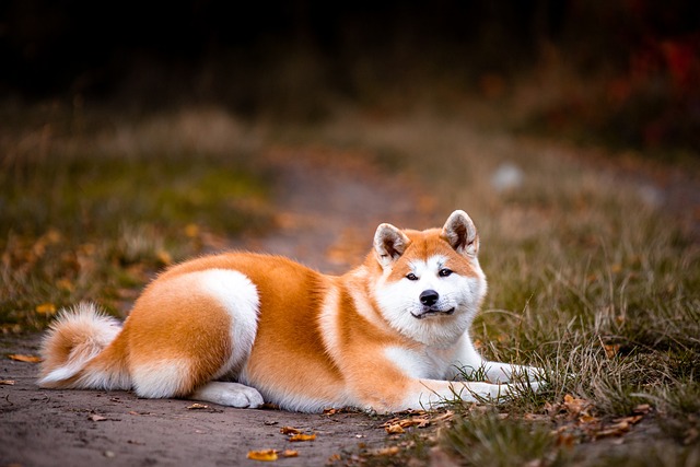 ležící akita inu