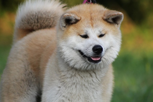 typická japonská akita